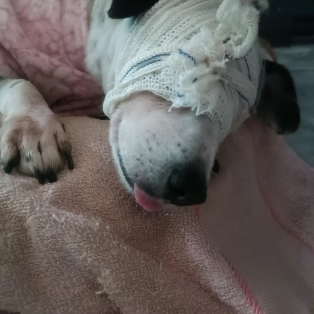 Nina, cachorro de porte médio para adoção em Vila Velha - ES