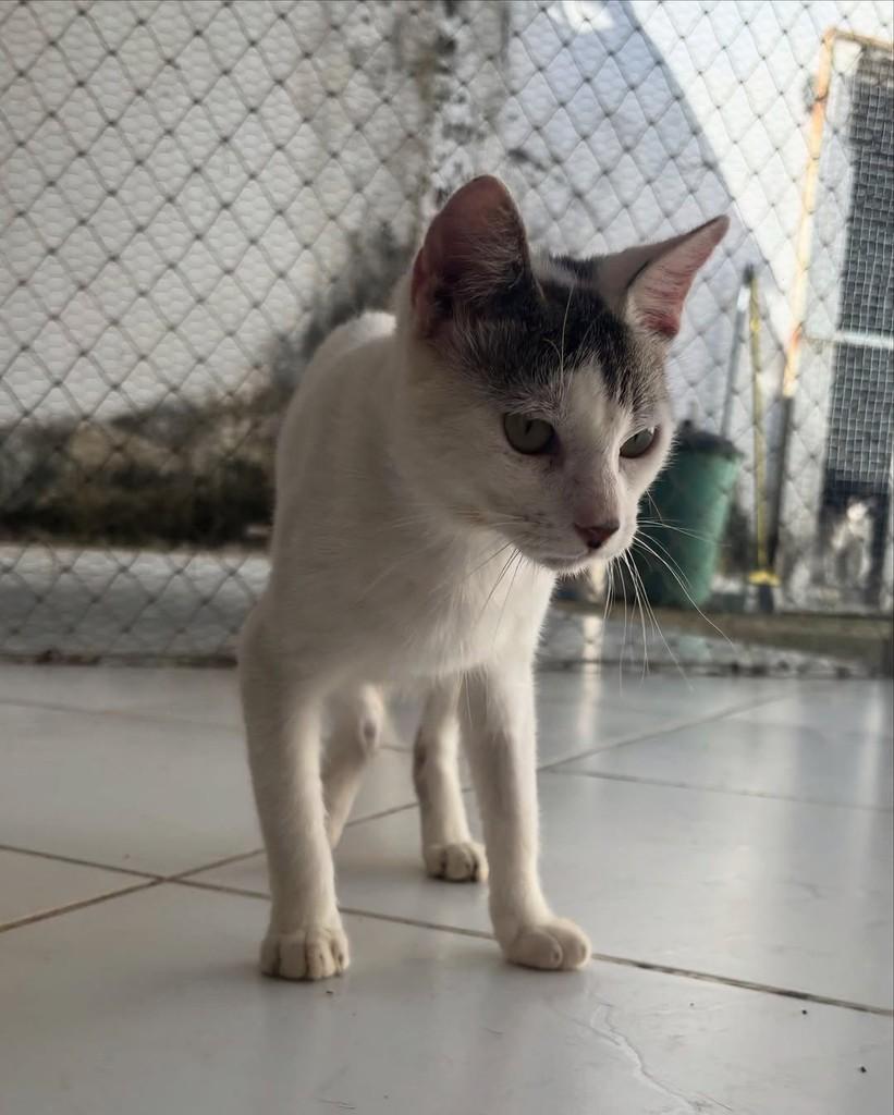 Zezo dos Teclados, gato de porte pequeno para adoção em Mossoró - RN