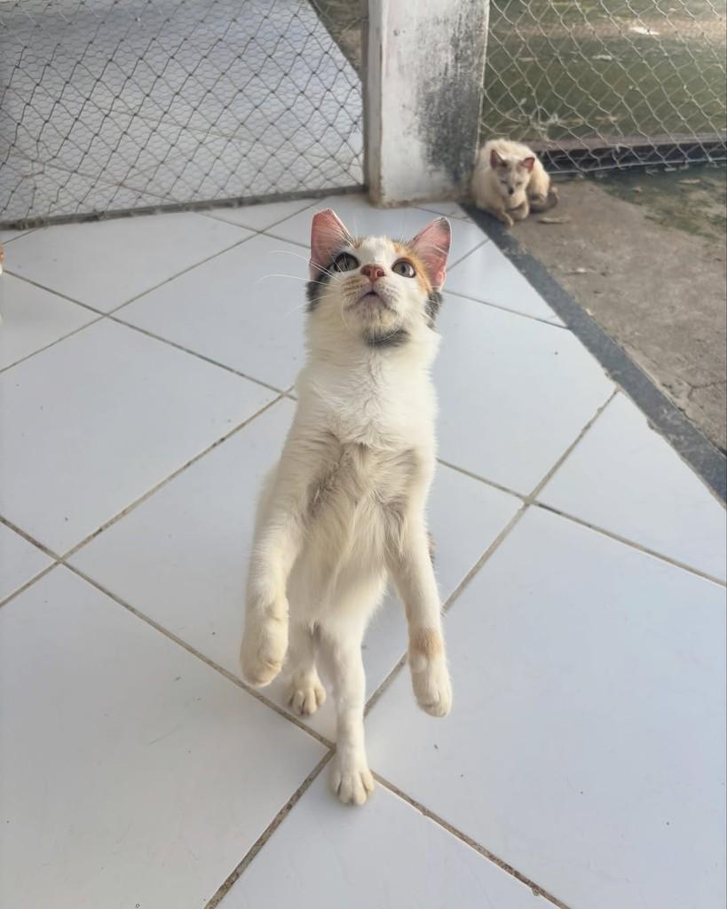 Izabelly Andrade, gato de porte pequeno para adoção em Mossoró - RN