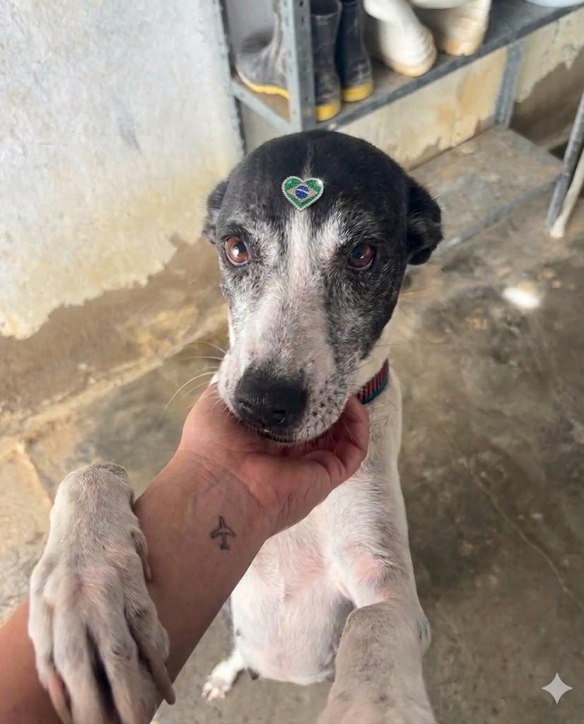 Roma Martins, cachorro de porte médio para adoção em Mossoró - RN