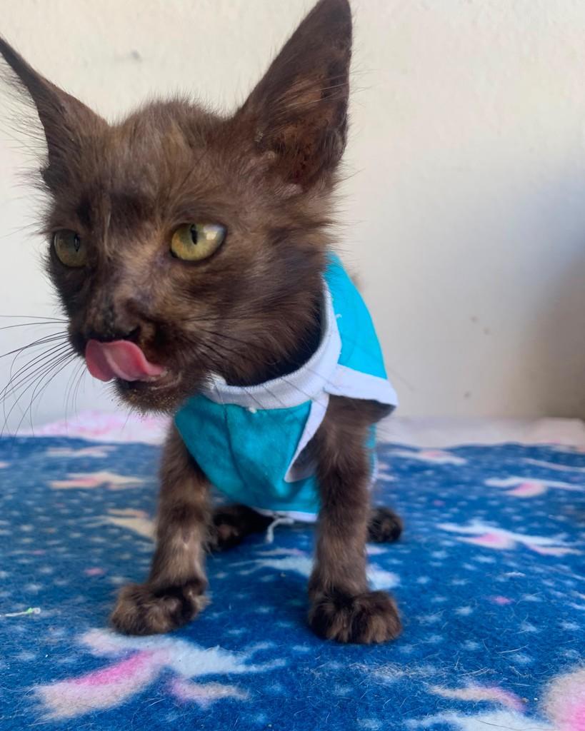 Artur Brilhante, gato de porte pequeno para adoção em Mossoró - RN