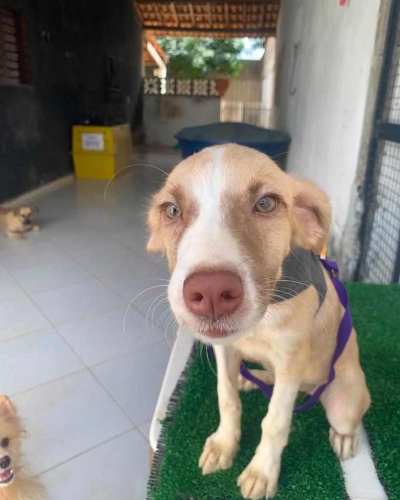 Hailey Bieber, cachorro de porte médio para adoção em Mossoró - RN