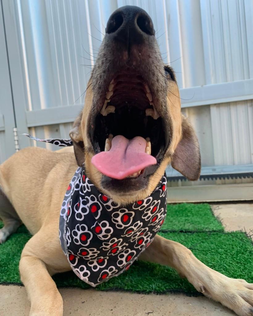 Coringa, cachorro de porte médio para adoção em Mossoró - RN