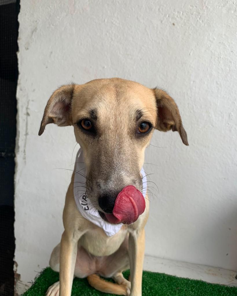 Arlequina, cachorro de porte pequeno para adoção em Mossoró - RN