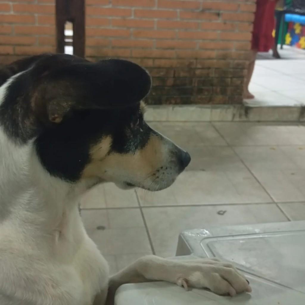 Bebeto, cachorro de porte médio para adoção em Fortaleza - CE