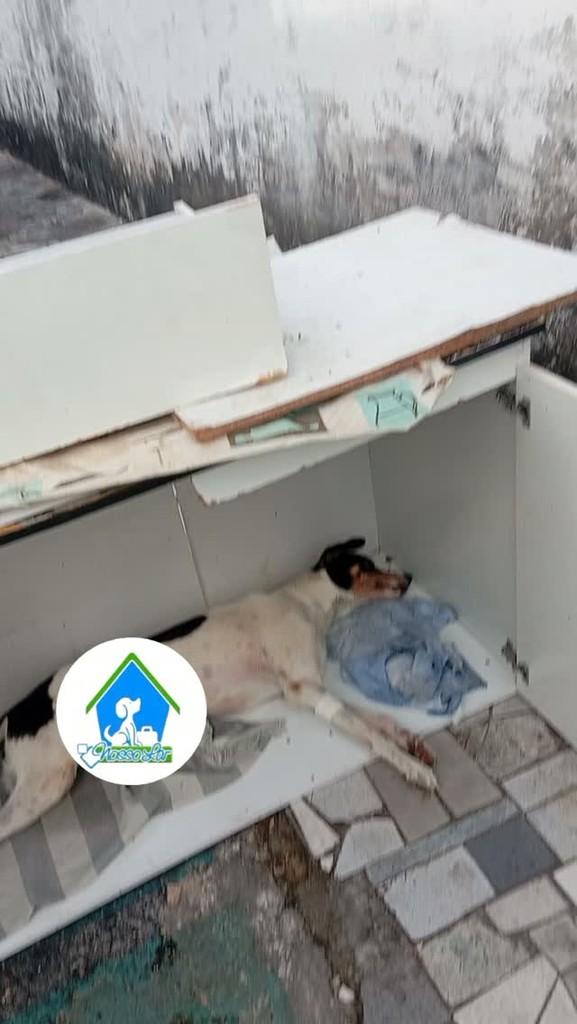 Flok, cachorro de porte médio para adoção em Fortaleza - CE