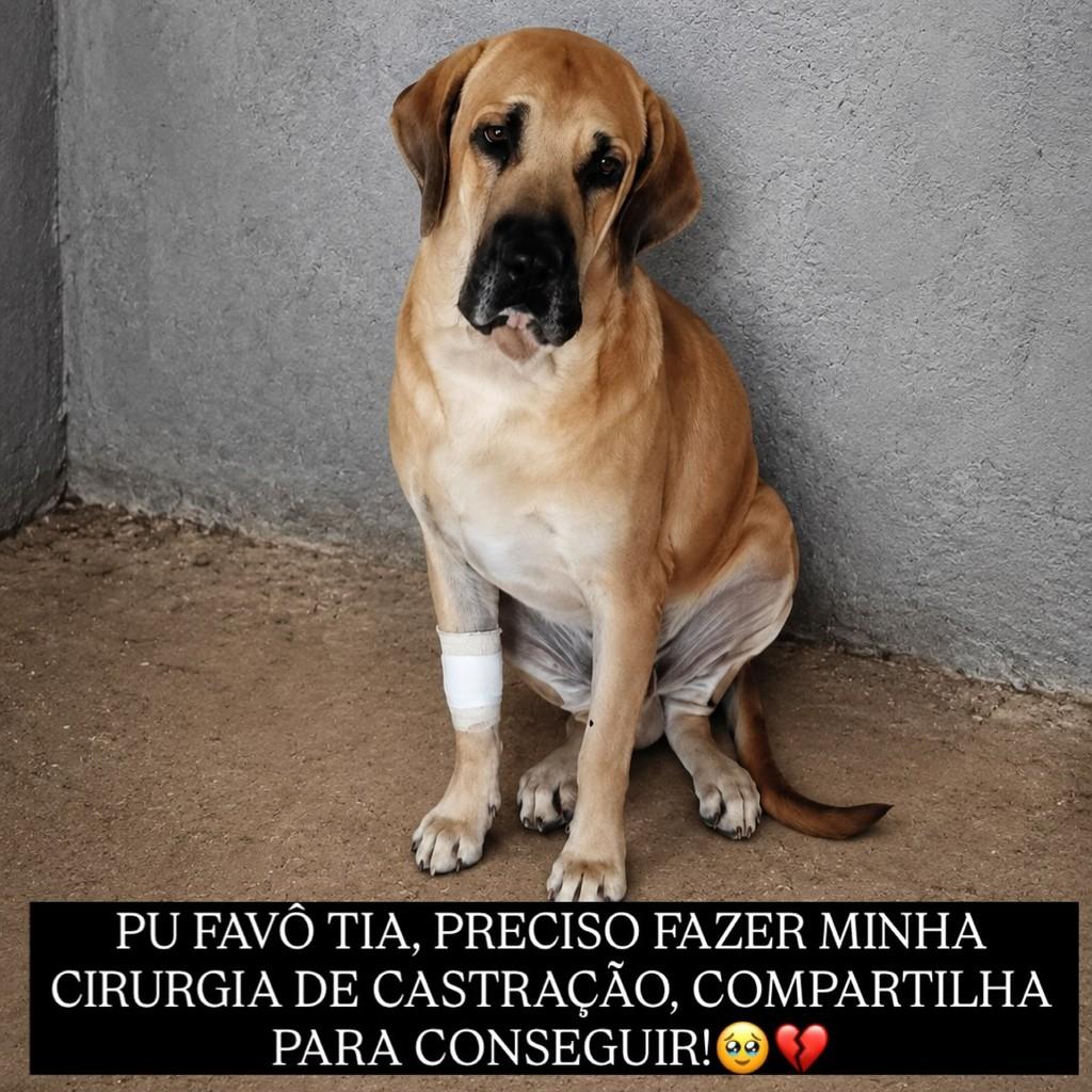 Rock, cachorro de porte grande para adoção em Paudalho - PE