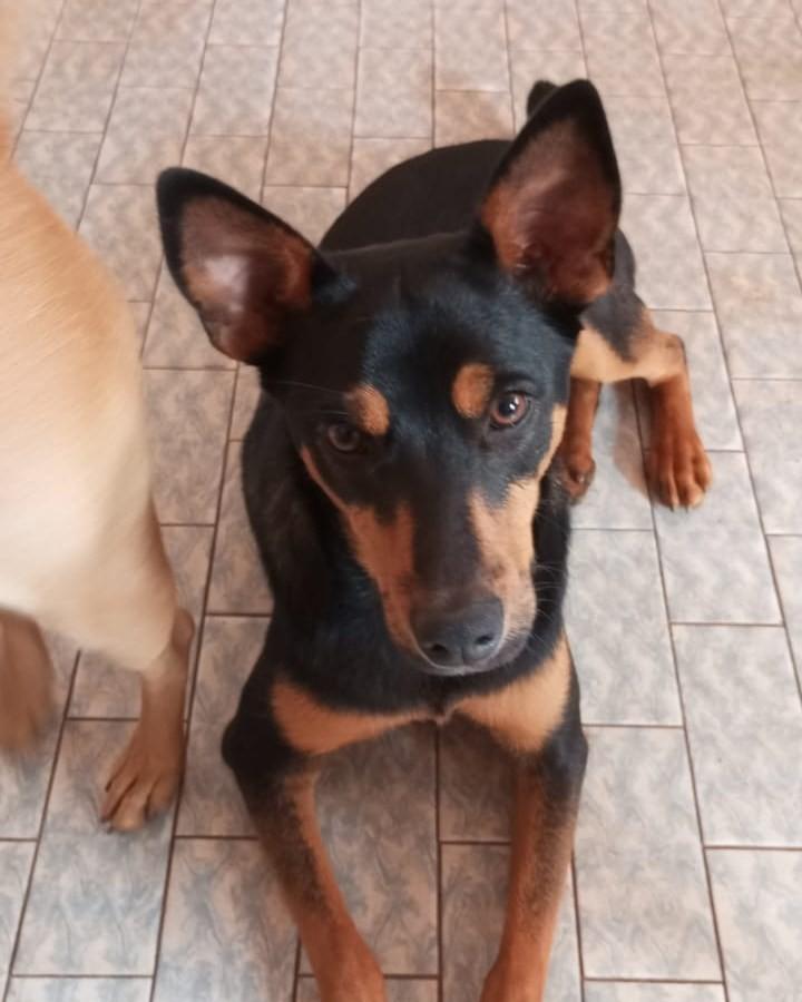 Joaquina, cadela de porte médio para adoção em Itatiba - SP