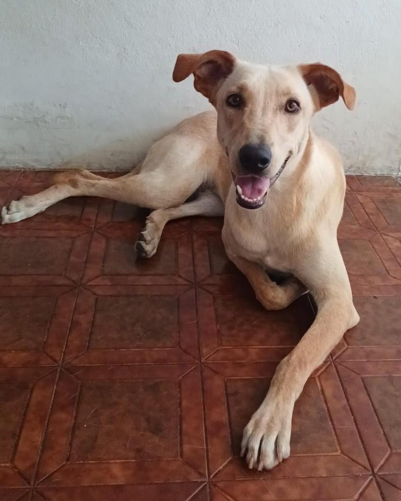 Branca, cadela de porte médio para adoção em Itatiba - SP