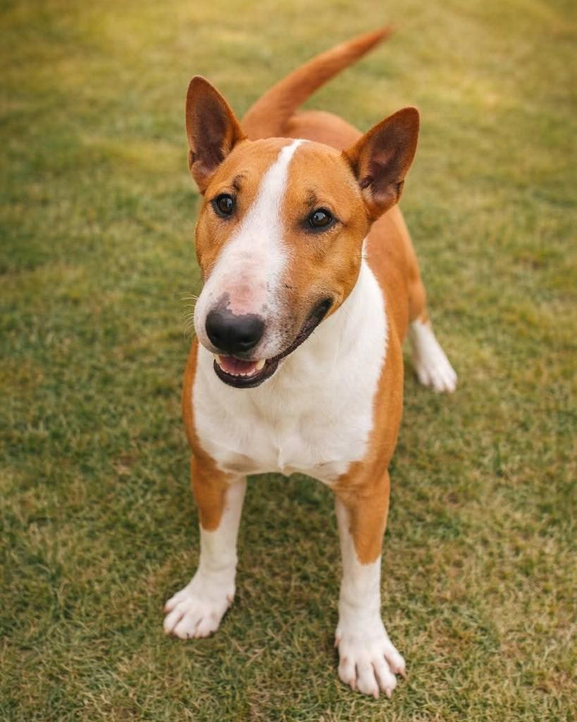 Thor, cachorro de porte médio para adoção em Itatiba - SP