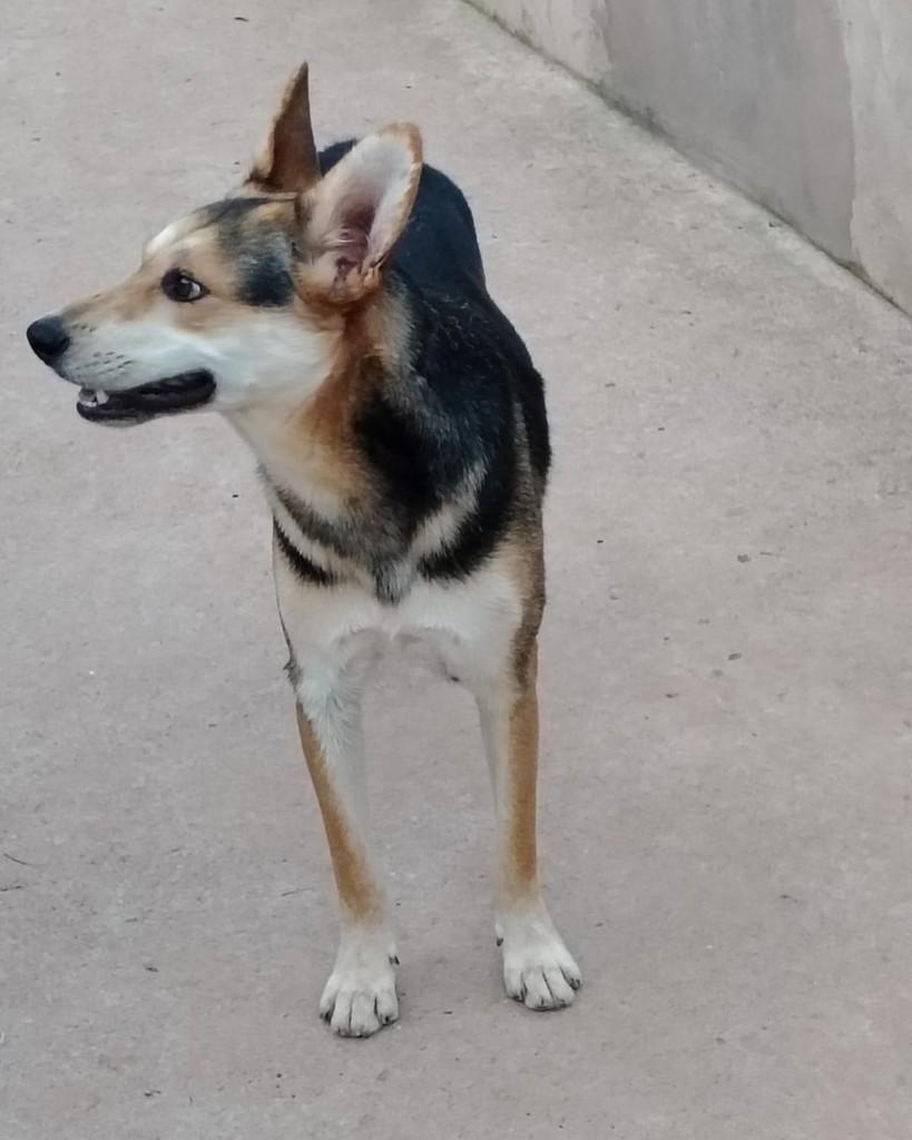 Gui Gui, cachorro de porte pequeno para adoção em Itatiba - SP