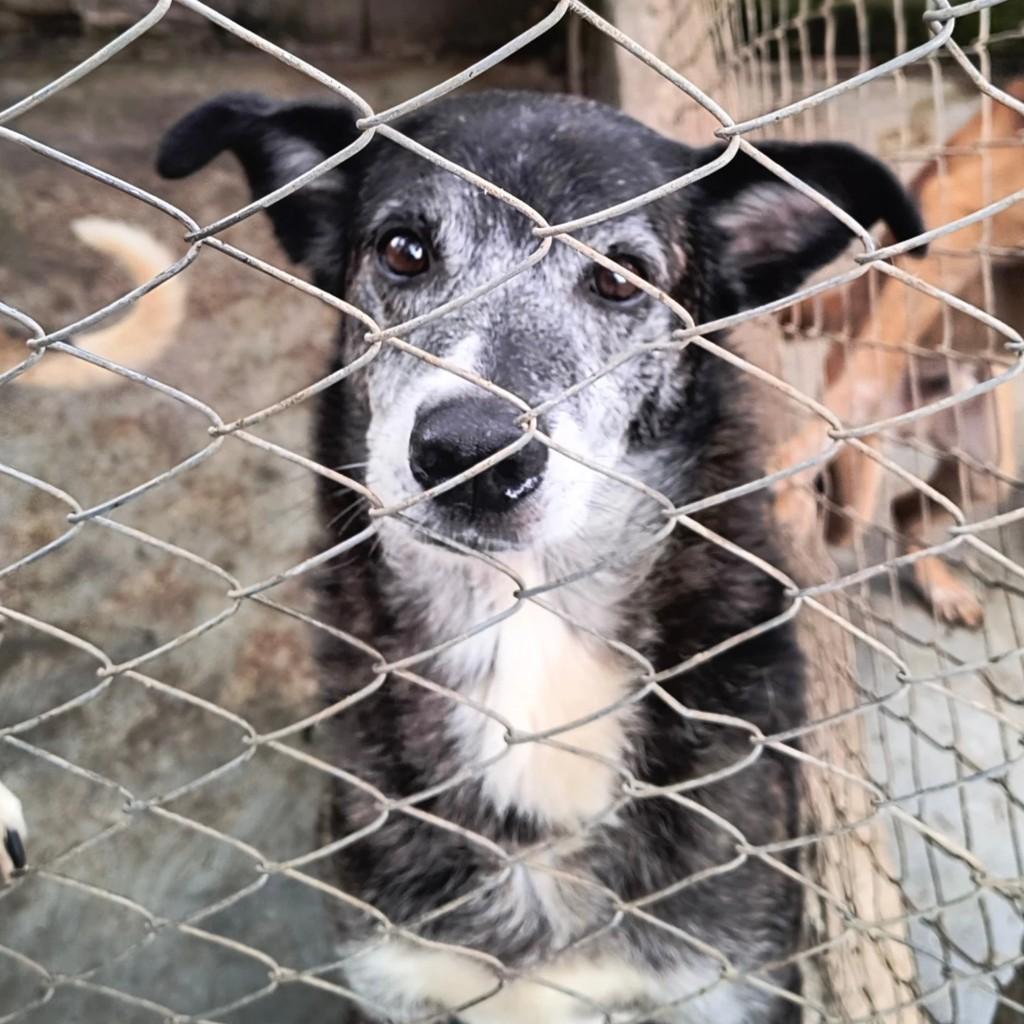 Max, cachorro de porte médio para adoção em São Bernardo do Campo - SP