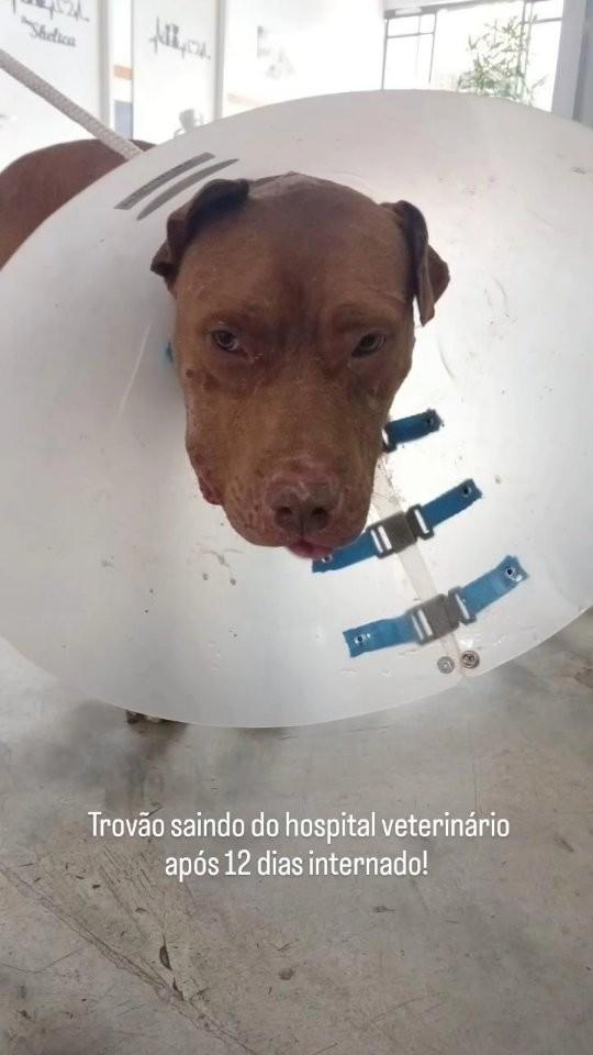Trovão, cachorro de porte grande para adoção em São Bernardo do Campo - SP