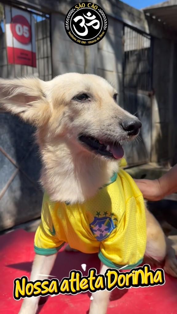 Dorinha, cachorro de porte pequeno para adoção em Marechal Deodoro - AL