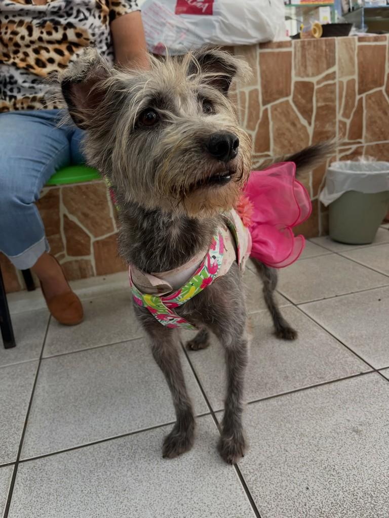 Lola, cadela de porte pequeno para adoção em Marechal Deodoro - AL