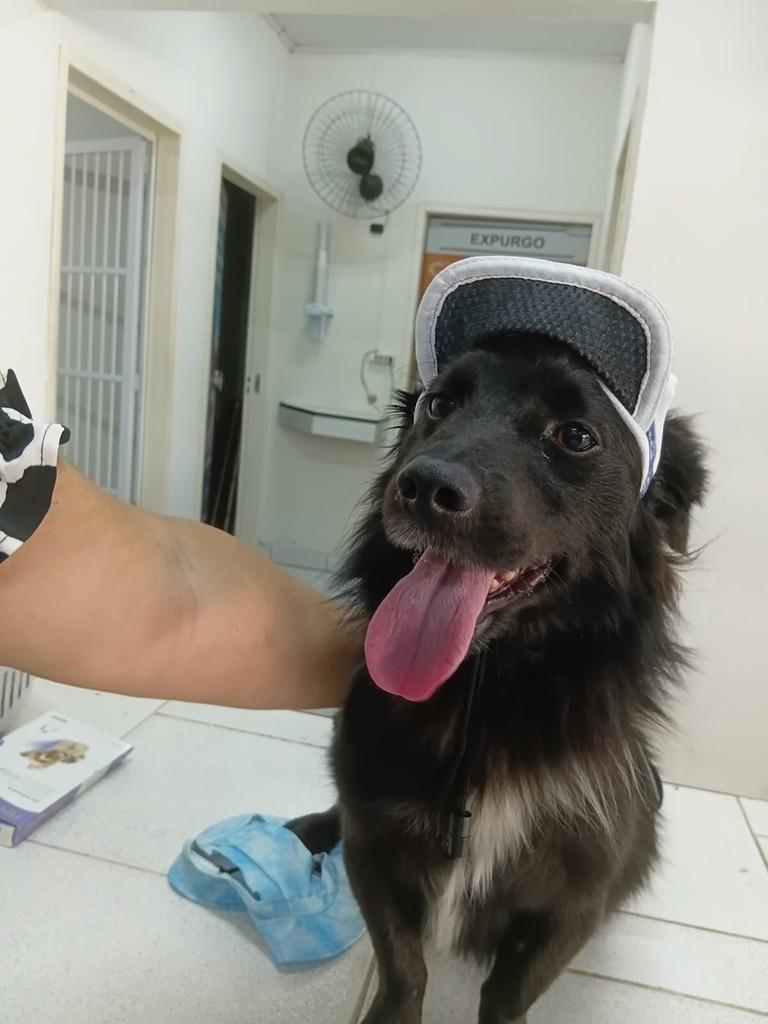 Veludo, cachorro de porte pequeno para adoção em Marechal Deodoro - AL