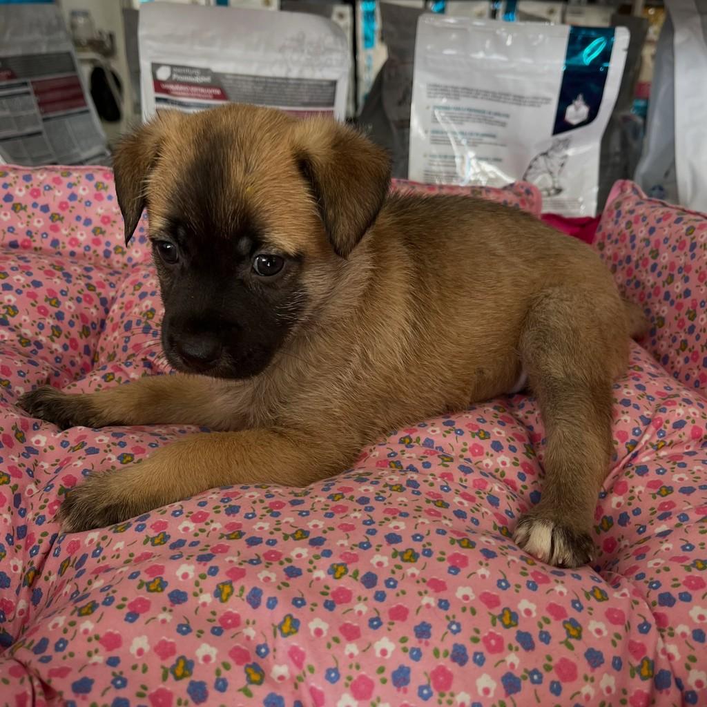 Fofinha, cadela de porte médio para adoção em Marechal Deodoro - AL
