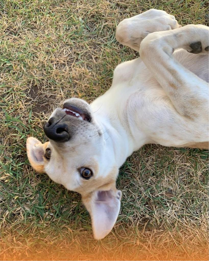 Mané, cachorro de porte médio para adoção em Luís Eduardo Magalhães - BA