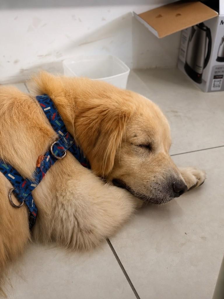 Lindao, cachorro de porte médio para adoção em Fortaleza - CE