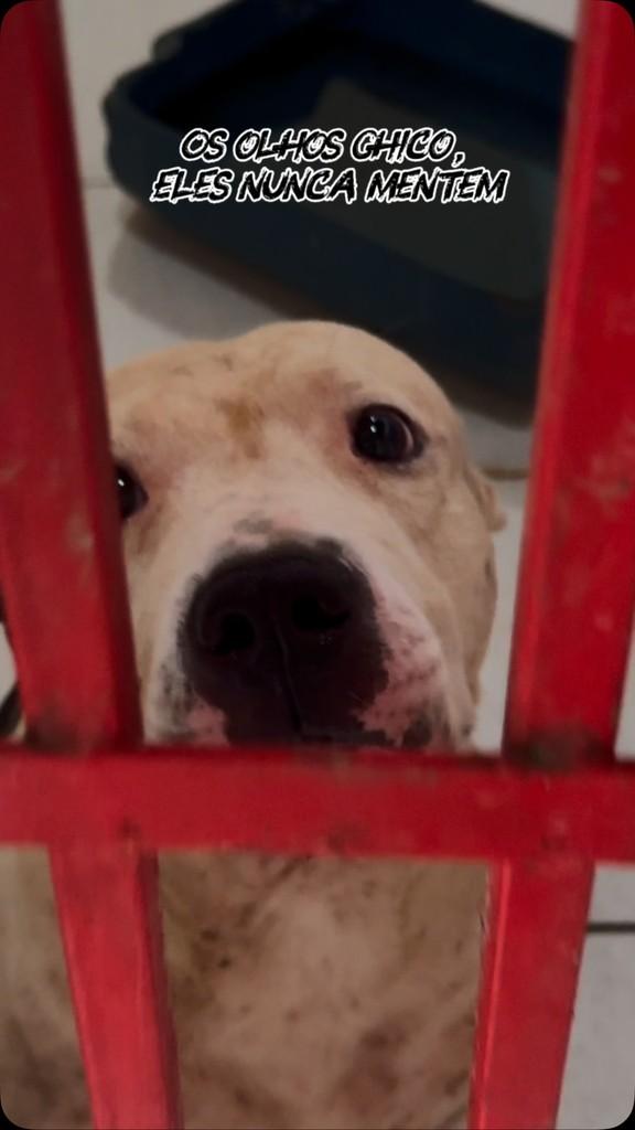 Vlhades, cachorro de porte pequeno para adoção em Fortaleza - CE