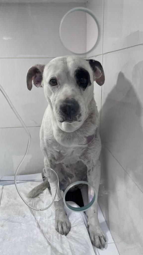 Pirata, cachorro de porte médio para adoção em Rio de Janeiro - RJ
