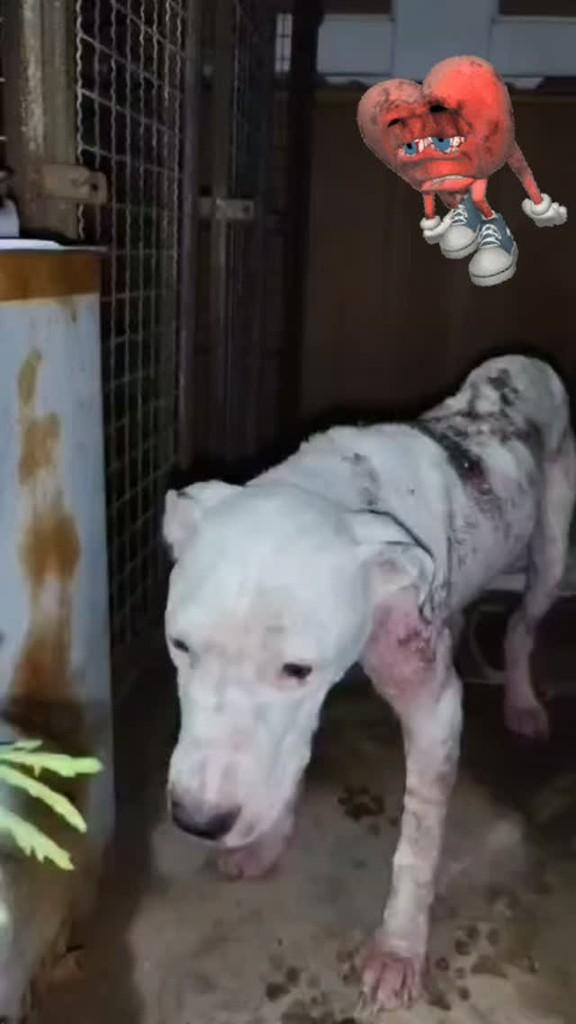 Brenda, cadela de porte grande para adoção em Rio de Janeiro - RJ