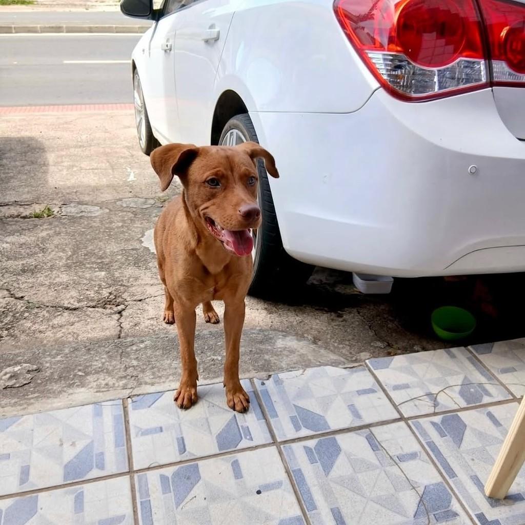 Anjo, cachorro de porte pequeno para adoção em Serra - ES