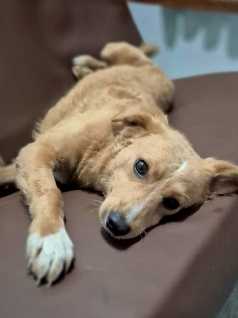 Júnior, cachorro de porte pequeno para adoção em Serra - ES