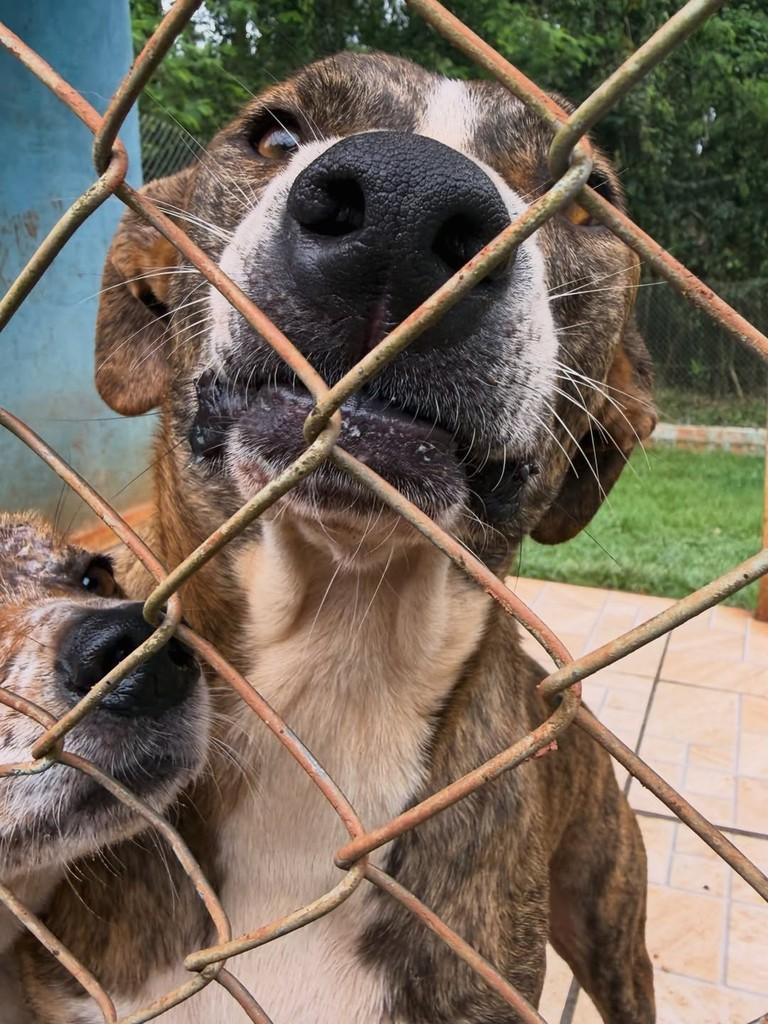 Rajado, cachorro de porte grande para adoção em Tatuí - SP