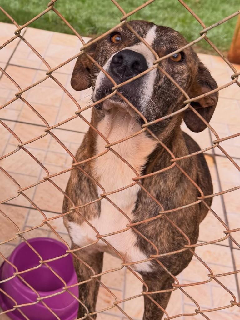 Rajado, cachorro de porte grande para adoção em Tatuí - SP — foto 2 de 2