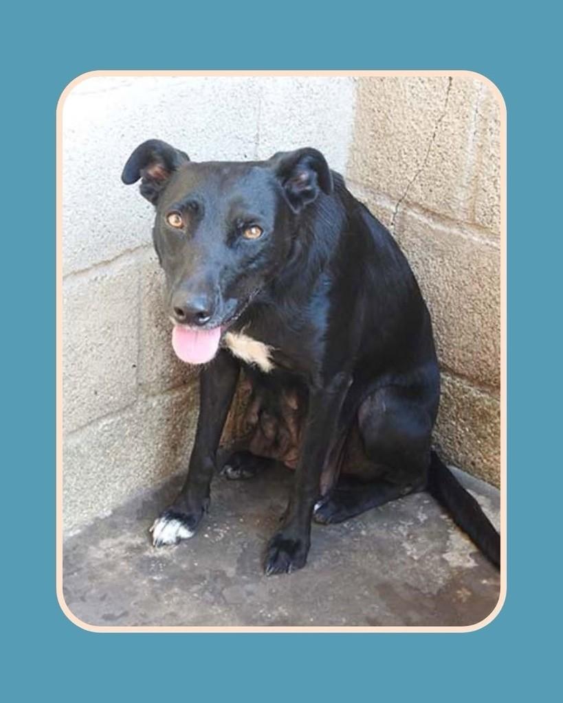Luna, cachorro de porte médio para adoção em São Paulo - SP