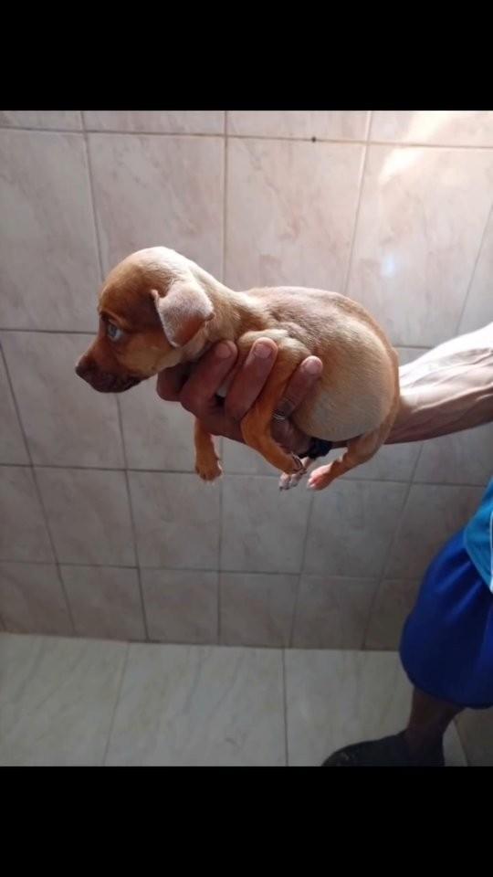 Dudu, cachorro de porte pequeno para adoção em Ibiúna - SP