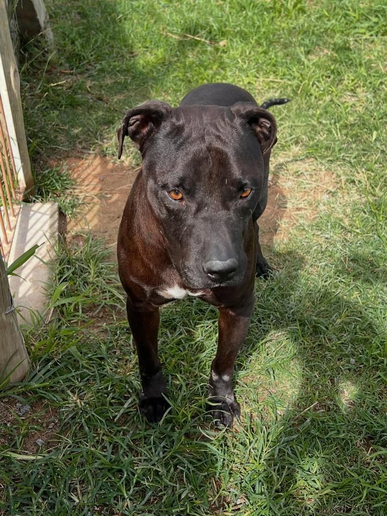 Rodolfo, cachorro de porte médio para adoção em Florianópolis - SC