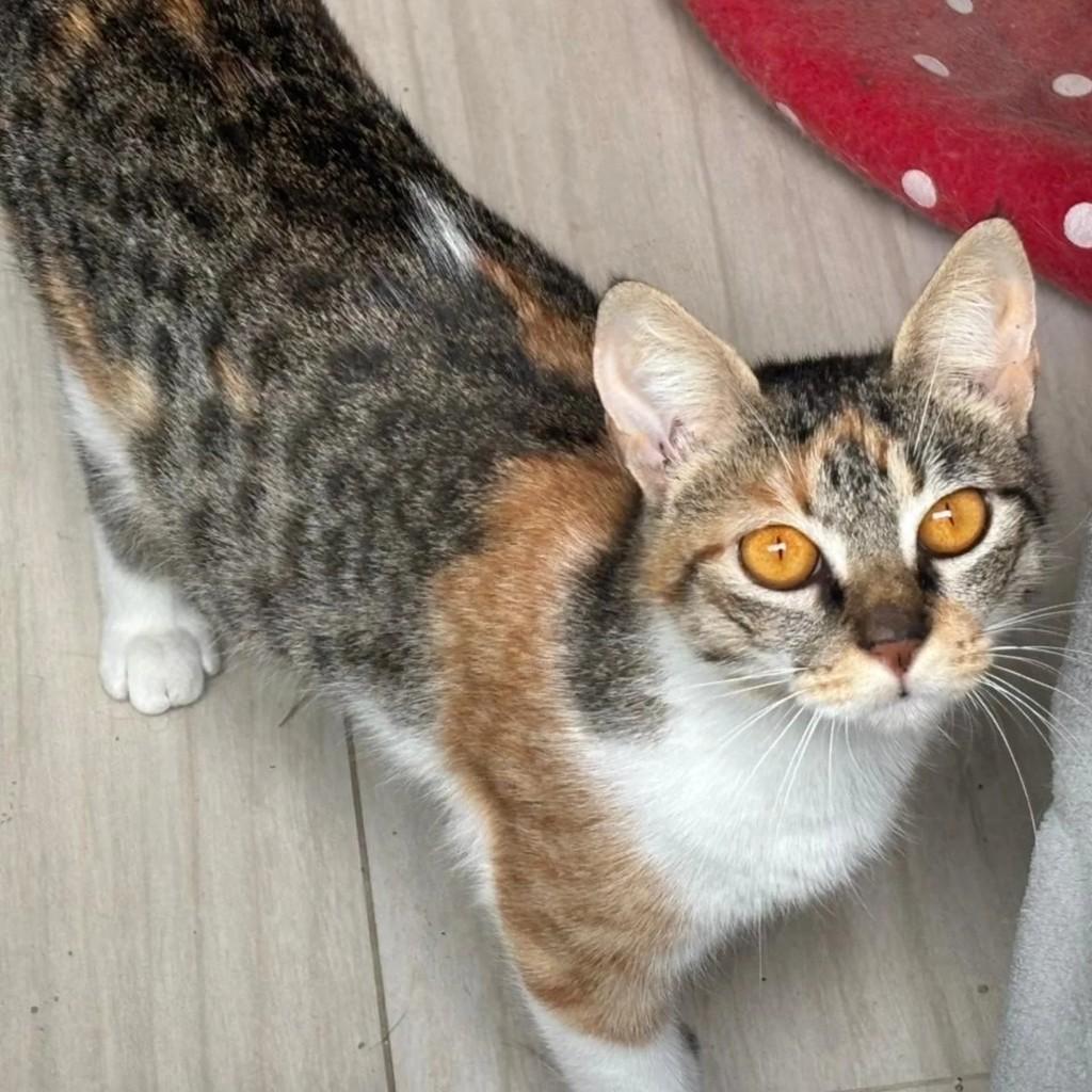 Thalita, gato de porte médio para adoção em Florianópolis - SC