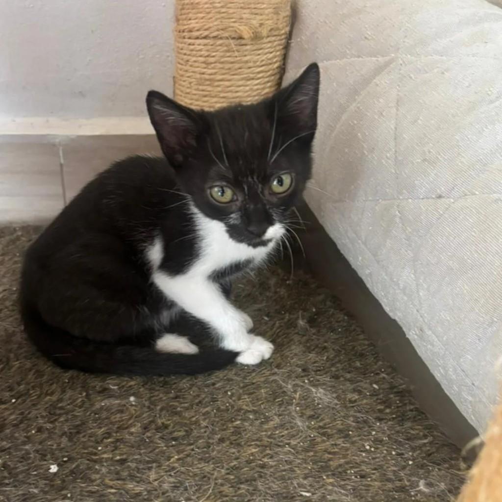 Rafinha, gato de porte pequeno para adoção em Florianópolis - SC