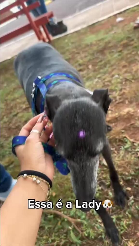 Lady, cachorro para adoção em Carazinho - RS