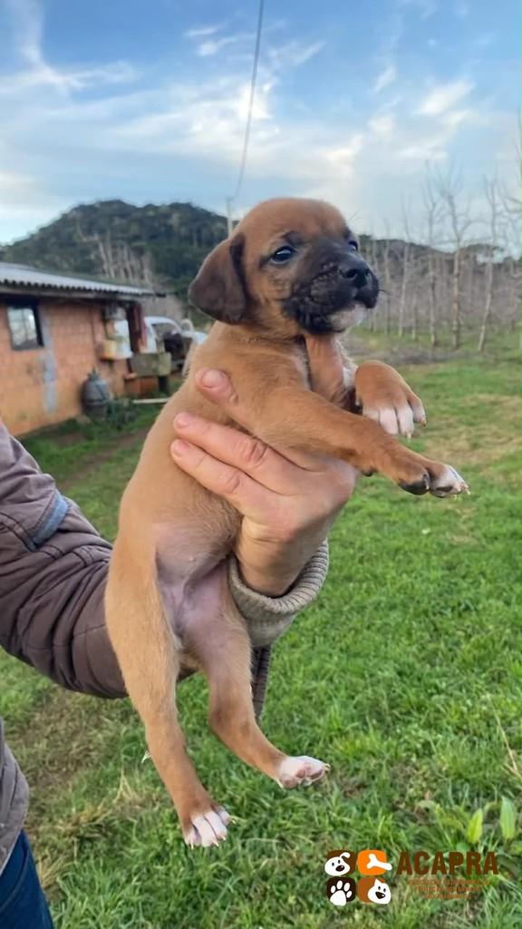 Biscoito, cachorro de porte pequeno para adoção em São Joaquim - SC