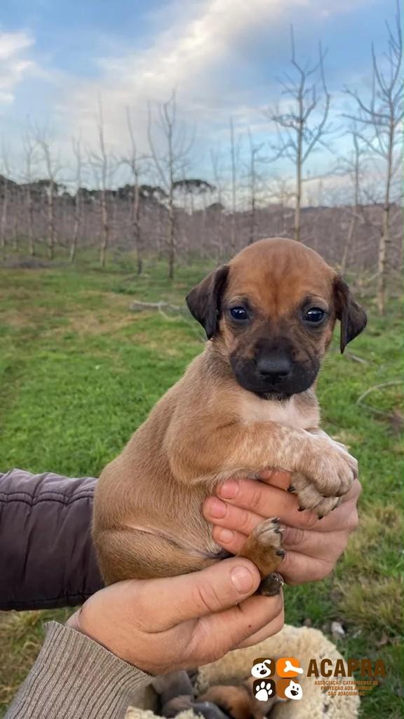 Bisteca, cachorro de porte pequeno para adoção em São Joaquim - SC