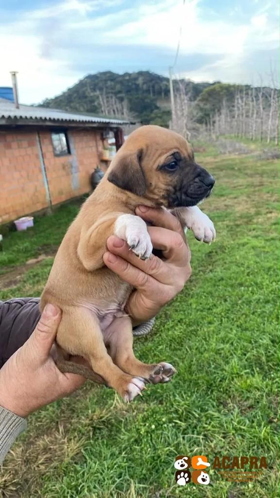 Billy, cachorro de porte pequeno para adoção em São Joaquim - SC