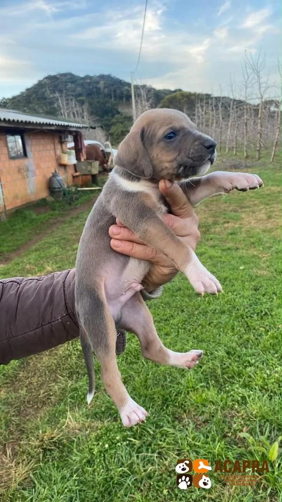 Pipoca, cachorro de porte pequeno para adoção em São Joaquim - SC