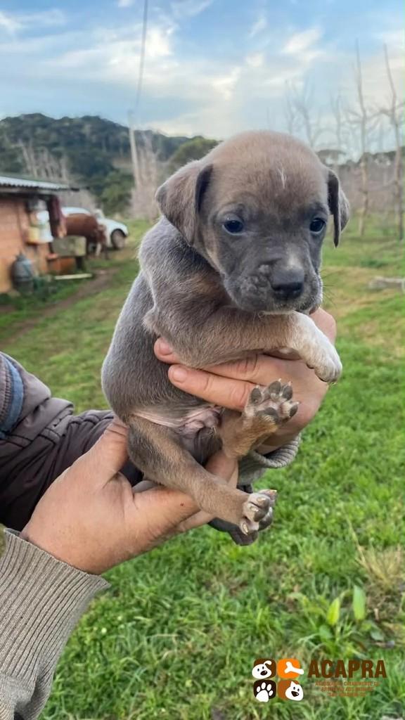 Pretinho, cachorro de porte pequeno para adoção em São Joaquim - SC