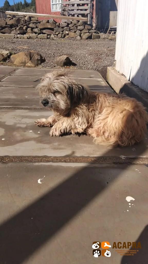 Bolinha, cadela de porte pequeno para adoção em São Joaquim - SC
