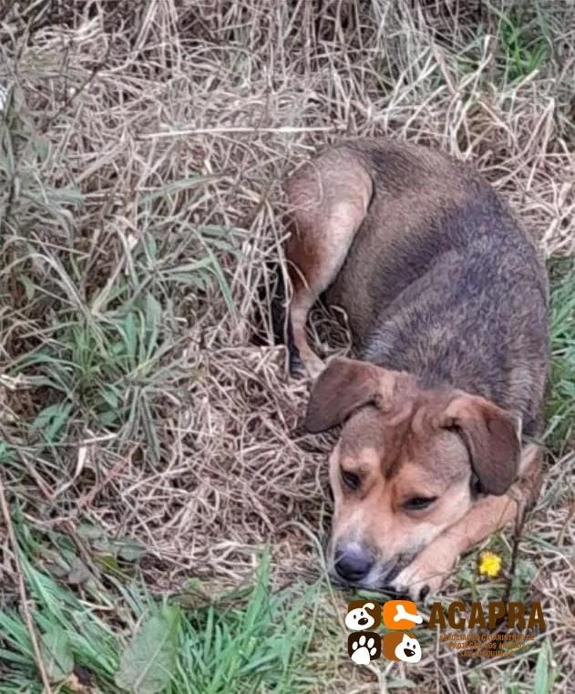 Sapeca, cadela de porte pequeno para adoção em São Joaquim - SC