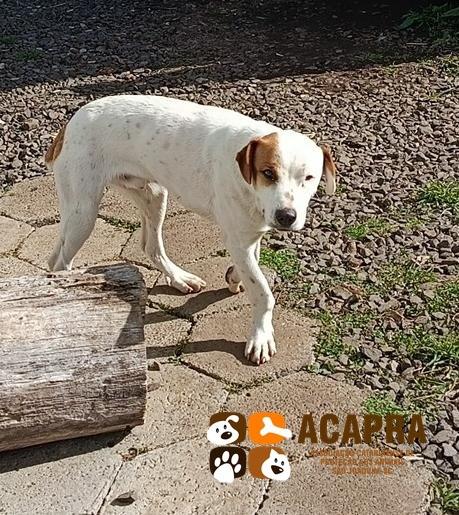 Melo, cachorro de porte médio para adoção em São Joaquim - SC