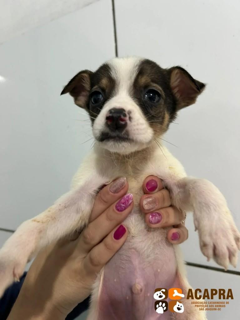 Thor, cachorro de porte pequeno para adoção em São Joaquim - SC
