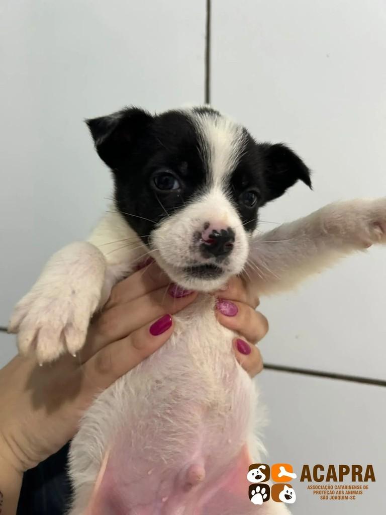 Bull, cachorro de porte pequeno para adoção em São Joaquim - SC