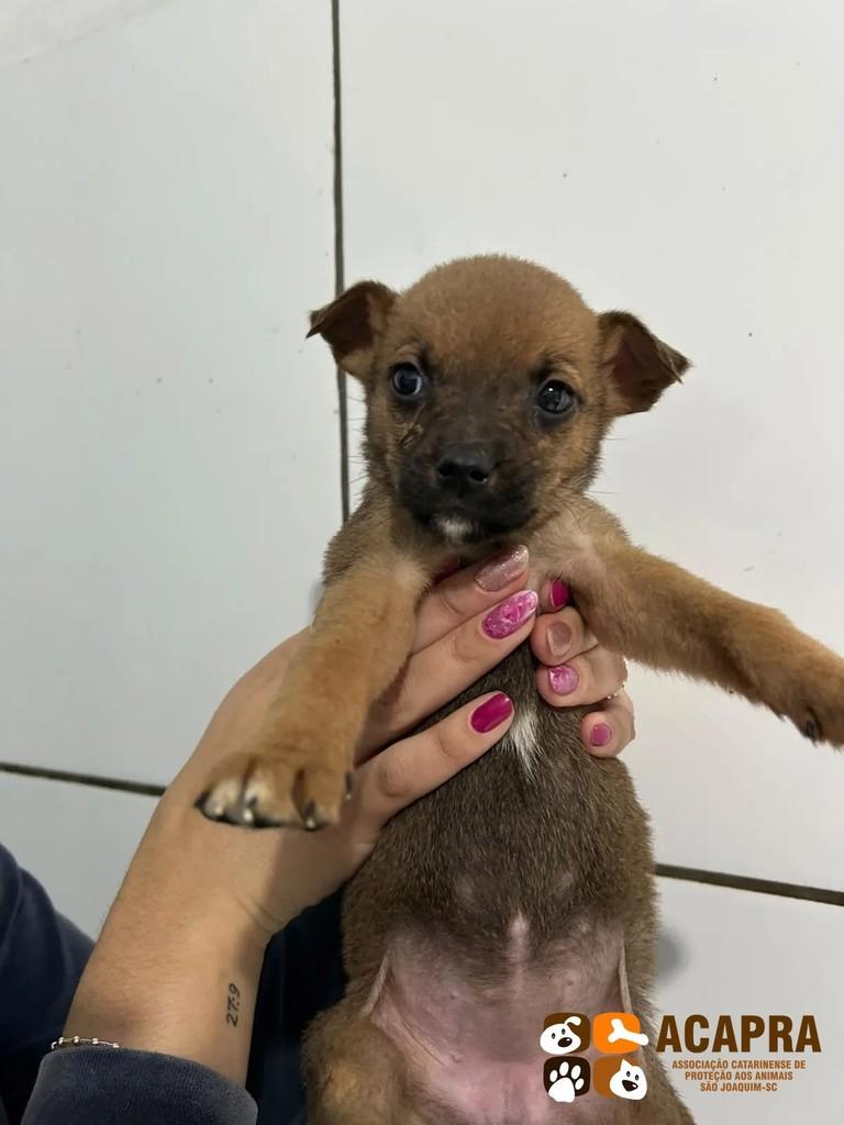 Caramelinha, cadela de porte pequeno para adoção em São Joaquim - SC