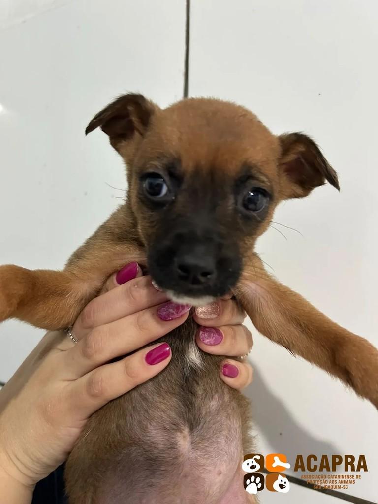 Linda, cadela de porte pequeno para adoção em São Joaquim - SC