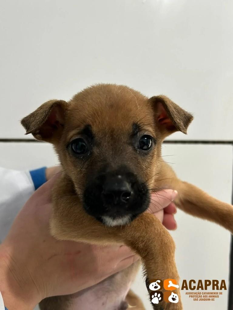 Bill, cachorro de porte pequeno para adoção em São Joaquim - SC
