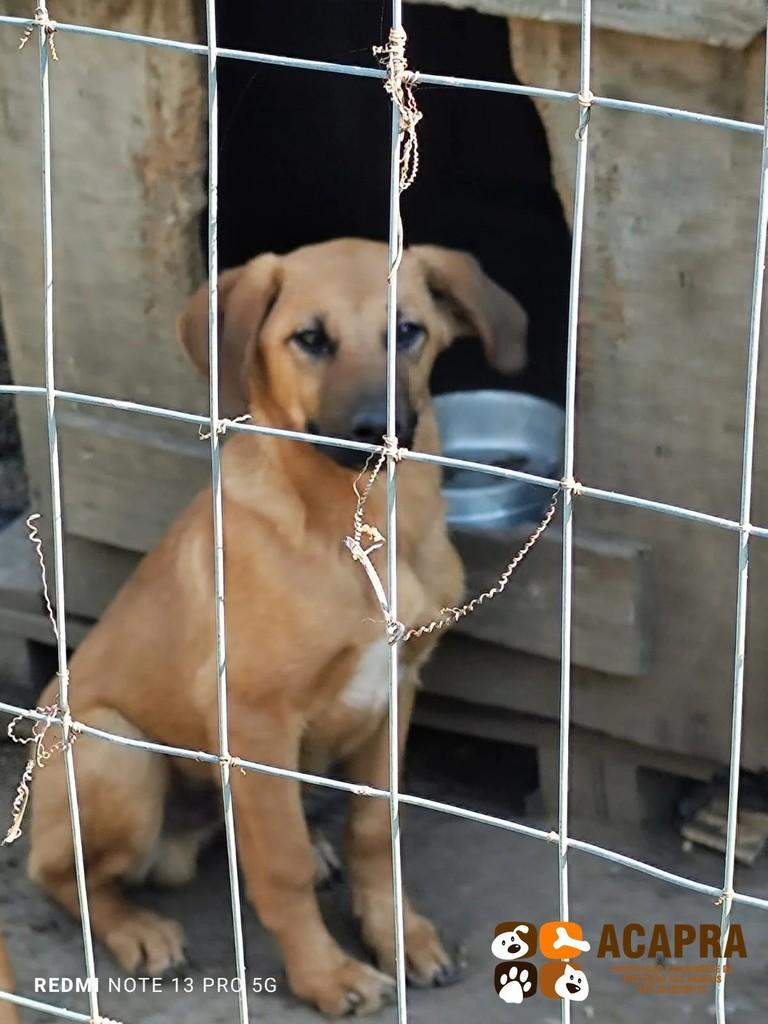 Toby, cachorro de porte pequeno para adoção em São Joaquim - SC